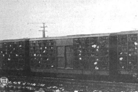 Cackle Cars and Fast Freights