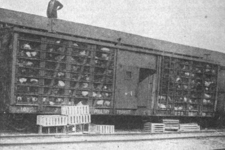 Live Poultry Transit Car no. 475