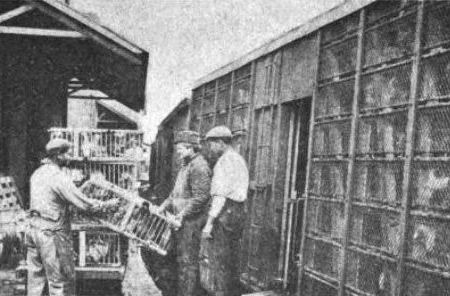 Loading Chickens Bound for Market