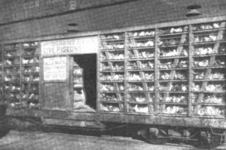 Pigeons Moved by Rail, Too